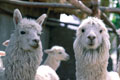 Alpacas. Arequipa Peru