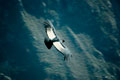 Condor of Arequipa. Arequipa Peru