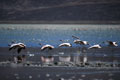 Flamencos. Arequipa Peru