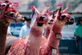 Llamas. Arequipa Peru