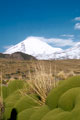 Volcano Coropuna. Arequipa Peru