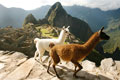 Machu Picchu. Cusco Peru