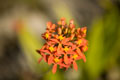 Orchid in Machu Picchu. Cusco Peru