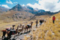 Llama Trek Pictures. Ancash Peru