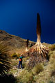 Puya Raimondi Pictures. Ancash Peru