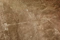 Colibri Nasca Lines.Ica Peru