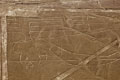 Parrot Nasca Lines.Ica Peru