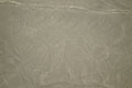 Monkey Nasca Lines.Ica Peru