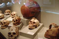 Antonini Museum.Ica Peru