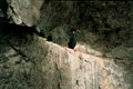 Cormoran or Chuita.Paracas Peru