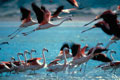 Flamencos.Paracas Peru