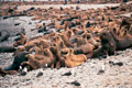 Sea Wolves.Paracas Peru