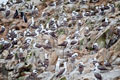 Piqueros.Paracas Peru