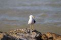 Gull en Playa Lagunillas.Ica Peru
