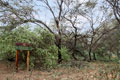 Pomac Forest. Lambayeque Peru