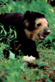 Spectacled Bear. Lambayeque Peru