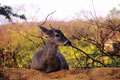 Whitetail Deer. Lambayeque Peru