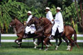 Caballos de paso in Motupe. Lambayeque Peru