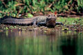 Black Caiman. Loreto Peru