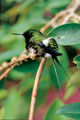 Colibri. Loreto Peru