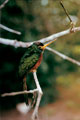 Jacamar Pico Amarillo. Loreto Peru