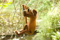 Coto Monkey. Loreto Peru