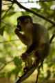 Frailecillo Monkey. Loreto Peru