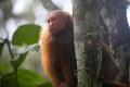 Guapo Monkey. Loreto Peru