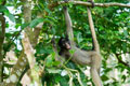 Maquisapa Monkey. Loreto Peru