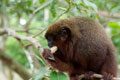 Tocon Monkey. Loreto Peru