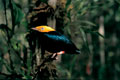 Bird Gold Head. Loreto Peru