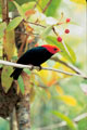 Bird Read Head. Loreto Peru