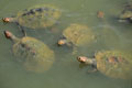 River Turtles. Loreto Peru